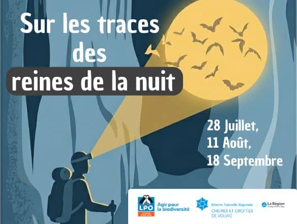 Sur les traces des reines de la nuit